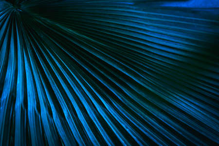 Green toned full frame image of trendy tropical palm leaf  in close-upの写真素材