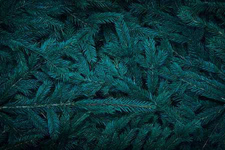 Green dark toned image of coniferous tree branches - ideal for trendy natural background decoration...
