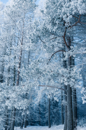 Blue toned image of the winter forest with picturesque frozen trees (cinematic color grading)の写真素材