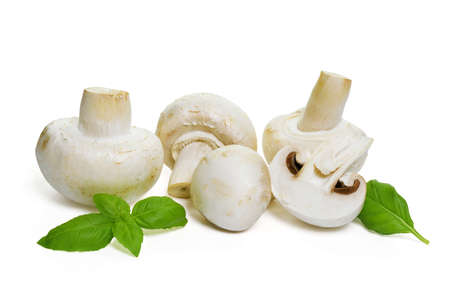 Fresh edible champignon mushrooms with basil leaves isolated on a white background close-up.の写真素材