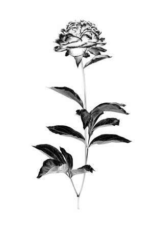 Peony flower with branch and leaves isolated on a white background. Image digitally modified with solarization black and white effect.の写真素材