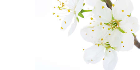 Soft focus shot of blooming apple flowers on a white background in close-up with copy spaceの写真素材