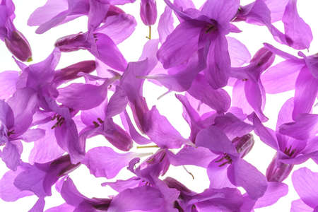 Full frame abstract floral background - many fresh and vibrant violet petals of spring wild flower -...