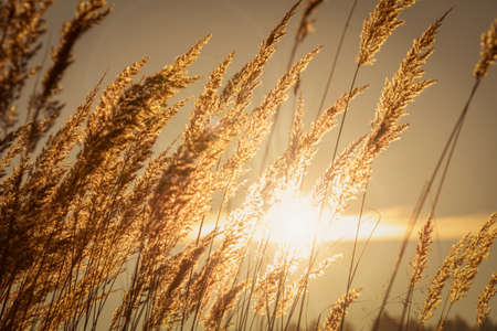 Beautiful landscape of autumn grasses at sunset. Ideal artwork for home wall decoration. High resolution image, perfect for interior decoration in Healing by Nature Fine Art Design style.の写真素材