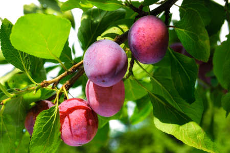 Ripe plums hanging on a branch in the garden on a sunny day in close-upの写真素材