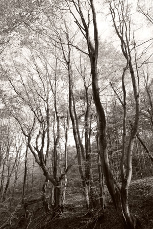 Natural decoration - abstract dancing trees in the forest in sepia monochromatic tonesの写真素材