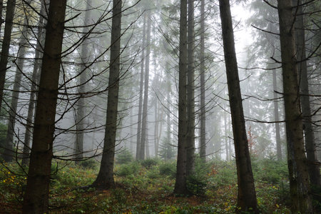 Mysterious spruce forest landscape in misty autumn weatherの写真素材