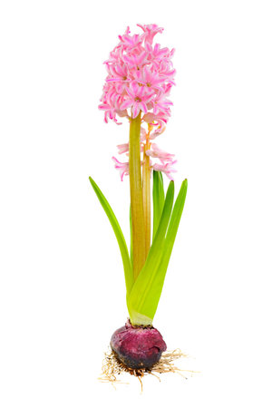 Single blooming pink hyacinth with bulb and stem isolated on a white backgroundの写真素材