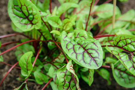 Organic food production concept - closeup of a fresh and green lettuce on the ground in an organic farm.の写真素材