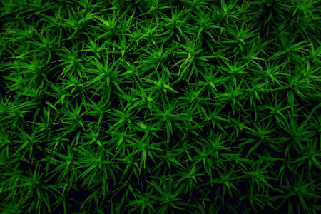 Close-up of Polytrichastrum formosum, commonly known as the bank haircap mossの写真素材