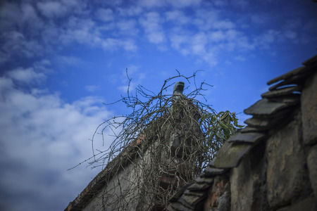 Ancient wallの写真素材