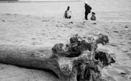 dead wood on beachの写真素材