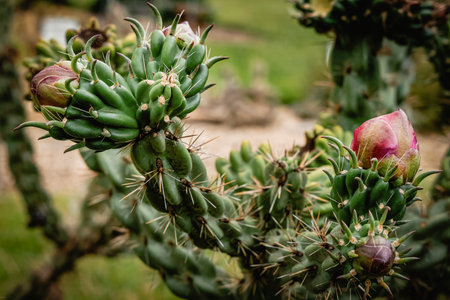 Close up of cactus in the garden with selective focus and blurred background, Cylindropuntia