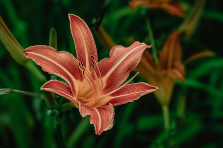 Orange lily flower on a dark green background. Close up.の写真素材