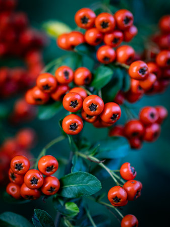 Pyracantha coccinea, also known as hawthorn or firethorn.