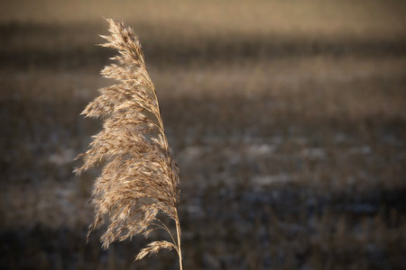 Dry reed on the lake shore in winter, close up