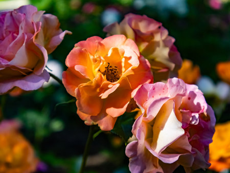 Colorful roses in the garden, Roses are beautiful with a beautiful sunny day.の写真素材