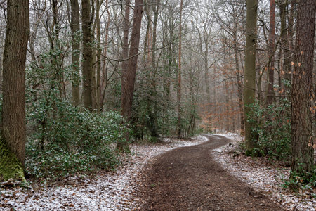 Path in a forest covered with fresh white snow in early winter. Bad Neuenahr, Germanyの写真素材