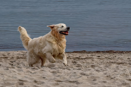 Golden Retriever running on the beach in the summer time.