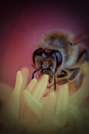 Bee on a flower. Shallow depth of field. Toned.の写真素材