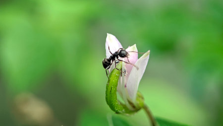 Macro image of an ant on a pink flower petalの素材