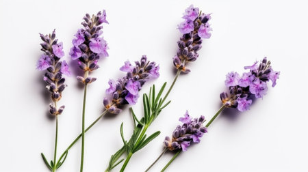 Lavender flowers isolated on white background. Top view, flat layの素材