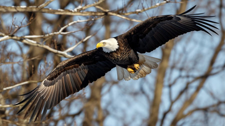 Adult Bald Eagle haliaeetus leucocephalus in flight againstの素材