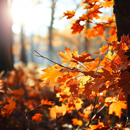 sunny autumn natural background,orange fall leaves in parkの素材