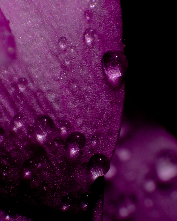 Rain droplets on purple petals, close up の写真素材