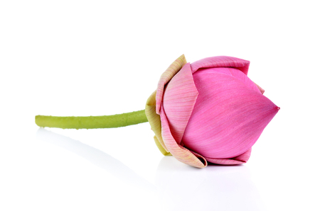 Lotus flower. Isolated with a white backgroundの写真素材