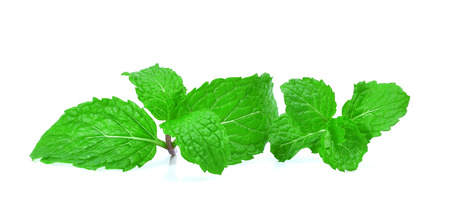 Fresh raw mint leaves isolated on white backgroundの写真素材