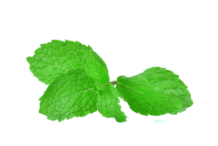 Fresh raw mint leaves isolated on white backgroundの写真素材