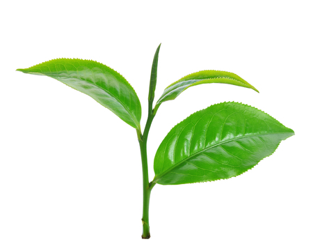 Green tea leaf isolated on white backgroundの写真素材