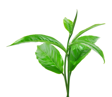 Green tea leaf isolated on white backgroundの写真素材