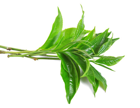 Green tea leaf isolated on white backgroundの写真素材