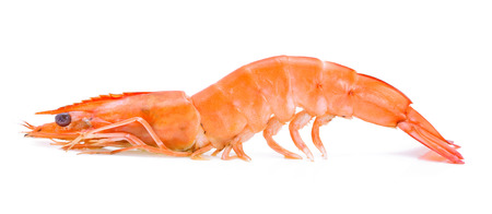 shrimps on a white backgroundの写真素材