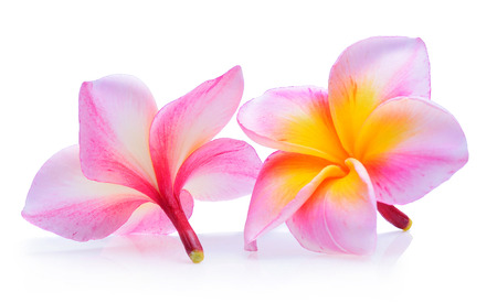 frangipani (plumeria) isolated on white backgroundの写真素材