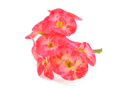 Poi Sian flowers on white backgroundの写真素材