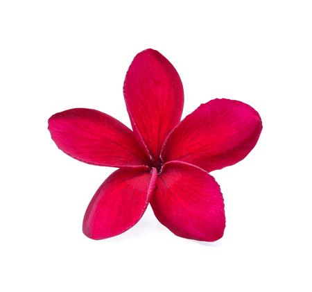 frangipani isolated on whiteの写真素材