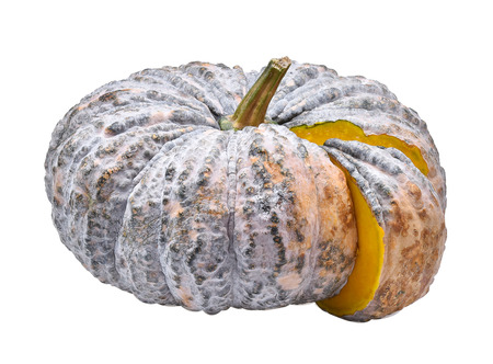 Green pumpkin isolated on whiteの写真素材