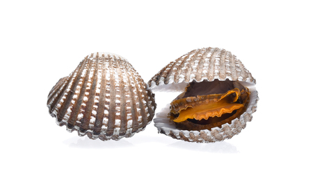 cockles seafood on white backgroundの写真素材
