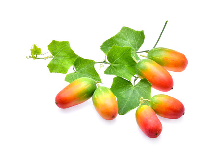 Ivy gourd, Coccinia grandis, Family Cucurbitaceae from central of Thailandの写真素材