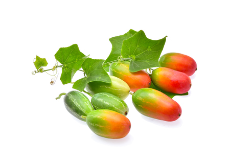 Ivy gourd, Coccinia grandis, Family Cucurbitaceae from Thailandの写真素材