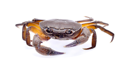 fiddler crab isolated on white backgroundの写真素材