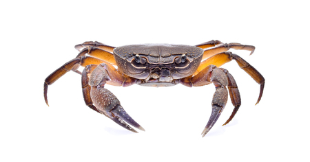 fiddler crab isolated on white backgroundの写真素材