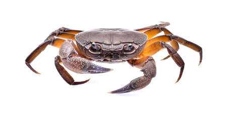 fiddler crab on white backgroundの写真素材