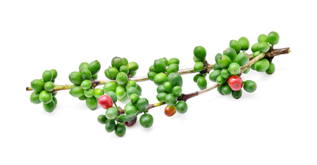 Green coffee beans isolated on whiteの写真素材