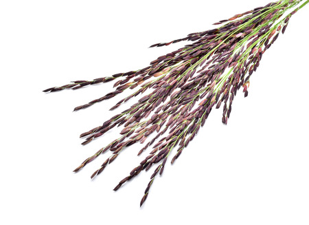 Rice berry on white backgroundの写真素材