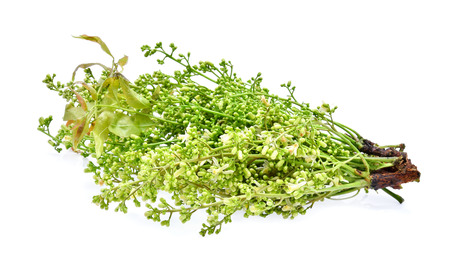 Siamese neem tree, Nim, Margosa, Quinine (Azadirachta indica A. Juss. Var. Siamensis Valeton)の写真素材