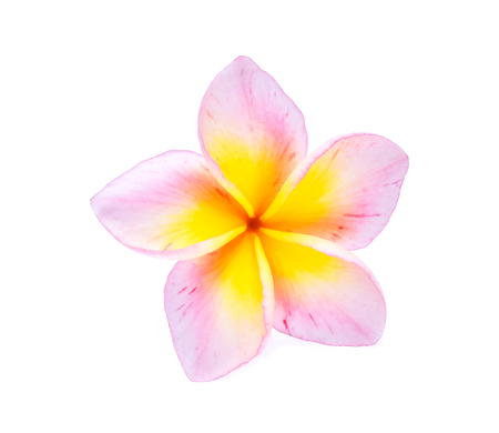 frangipani isolated on white backgroundの写真素材